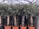 Premium-Olivenbaum, beste spanische Qualitt, dicke Stmme, ca. 80 Jahre alt, 200-250 cm Gesamthhe
