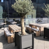 Premium-Olivenbaum, beste spanische Qualität, 200-250 cm Gesamthöhe im Kübel