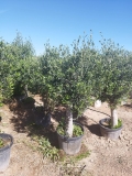 Premium-Olivenbaum, beste spanische Qualitt, ca. 30 Jahre alt, 160-180 cm Gesamthhe