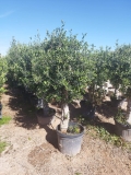 Premium-Olivenbaum, beste spanische Qualitt, ca. 30 Jahre alt, 160-180 cm Gesamthhe
