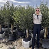 Premium-Olivenbaum, beste spanische Qualit�t, ca. 30 Jahre alt, 160-180 cm Gesamth�he