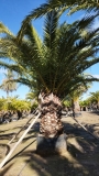 Phoenix canarienesis- Kanarische Dattelpalme GROSSPFLANZE!