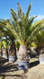 Phoenix canarienesis- Kanarische Dattelpalme GROSSPFLANZE!