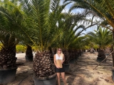 Phoenix canarienesis- Kanarische Dattelpalme GROSSPFLANZE!