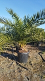 Phoenix canariensis- Kanarische Dattelplame- ca. 200 cm hoch im 45 Liter K�bel