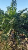 Phoenix canariensis- Kanarische Dattelplame- ca. 200 cm hoch im 45 Liter K�bel