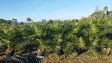 Phoenix canariensis- Kanarische Dattelplame- ca. 200 cm hoch im 45 Liter K�bel
