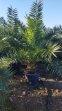 Phoenix canariensis- Kanarische Dattelplame- ca. 200 cm hoch im 45 Liter K�bel