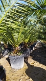 Phoenix canariensis- Kanarische Dattelplame- ca. 200 cm hoch im 45 Liter K�bel