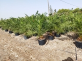 Phoenix canariensis- Kanarische Dattelplame- ca. 200 cm hoch im 45 Liter K�bel