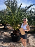 Phoenix canariensis- Kanarische Dattelplame- ca. 300 cm hoch, Stamml�nge 30-40 cm
