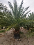 Phoenix canariensis- Kanarische Dattelplame- ca. 300 cm hoch, Stamml�nge 30-40 cm*