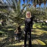 Phoenix canariensis- Kanarische Dattelplame- ca. 300 cm hoch, Stamml�nge 30-40 cm*