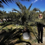 Phoenix canariensis- Kanarische Dattelplame- ca. 300 cm hoch, Stamml�nge 30-40 cm*