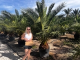Phoenix canariensis- Kanarische Dattelpalme- ca. 400 cm Gesamth�he, Stamml�nge ca. 40- 60 cm*