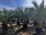 Phoenix canariensis- Kanarische Dattelpalme- ca. 400 cm Gesamth�he, Stamml�nge ca. 40- 60 cm*