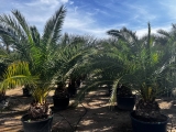 Phoenix canariensis- Kanarische Dattelpalme- ca. 400 cm Gesamth�he, Stamml�nge ca. 40- 60 cm*