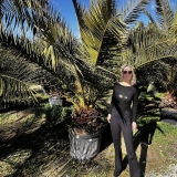 Phoenix canariensis- Kanarische Dattelpalme- ca. 400 cm Gesamth�he, Stamml�nge ca. 40- 60 cm*