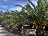Phoenix canariensis- Kanarische Dattelpalme- ca. 400-500 cm Gesamth�he, Stamml�nge 60-80 cm*