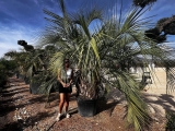 Butia capitata, Geleepalme, Gro�pflanze, Preis je Meter Stamml�nge!