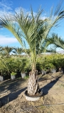 Butia capitata, Geleepalme, Gro�pflanze, Preis je Meter Stamml�nge!