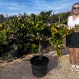 Vitis vinifera- Weinrebe- Sorte Aledo, Wei�wein und Tafeltraube, 130-150 cm Gesamth�he, etwa 40 Jahre alt