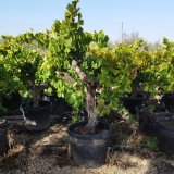 Vitis vinifera- Weinrebe- Sorte Aledo, Wei�wein und Tafeltraube, 130-150 cm Gesamth�he, etwa 40 Jahre alt