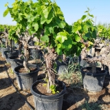 Vitis vinifera- Weinrebe- Sorte Aledo, Wei�wein und Tafeltraube, 130-150 cm Gesamth�he, etwa 40 Jahre alt