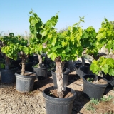 Vitis vinifera- Weinrebe- Sorte Aledo, Wei�wein und Tafeltraube, 130-150 cm Gesamth�he, etwa 40 Jahre alt