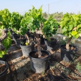 Vitis vinifera- Weinrebe- Sorte Aledo, Wei�wein und Tafeltraube, 130-150 cm Gesamth�he, etwa 40 Jahre alt