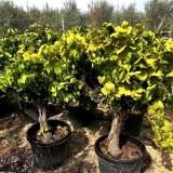 Vitis vinifera- Weinrebe- Sorte Aledo, Wei�wein und Tafeltraube, 130-150 cm Gesamth�he, etwa 40 Jahre alt