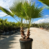 Washingtonia robusta, doppelst�mmig, Gesamth�he ca. 150 cm