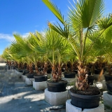 Washingtonia robusta, doppelst�mmig, Gesamth�he ca. 150 cm