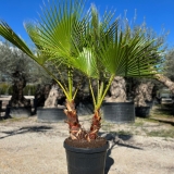 Washingtonia robusta, doppelst�mmig, Gesamth�he ca. 150 cm