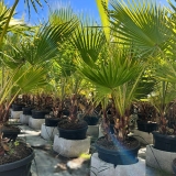 Washingtonia robusta, doppelst�mmig, Gesamth�he ca. 150 cm