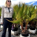Washingtonia robusta, doppelst�mmig, Gesamth�he ca. 150 cm