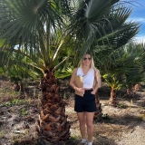 Washingtonia robusta Gro�pflanze