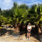 Washingtonia robusta Gro�pflanze