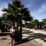 Washingtonia robusta Gro�pflanze