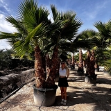 Washingtonia robusta Gro�pflanze