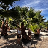 Washingtonia robusta Gro�pflanze