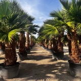 Washingtonia robusta Gro�pflanze