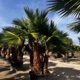 Washingtonia robusta Gro�pflanze