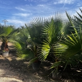 Washingtonia robusta Gro�pflanze
