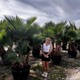 Washingtonia robusta Gro�pflanze