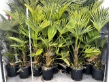 Trachycarpus wagnerianus Hanfpalme, Stamml�nge ca. 30 cm, winterhart bis ca. -19�C