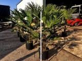 Trachycarpus wagnerianus Hanfpalme, Stamml�nge ca. 30 cm, winterhart bis ca. -19�C