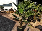 Trachycarpus wagnerianus Hanfpalme, Stamml�nge ca. 30 cm, winterhart bis ca. -19�C