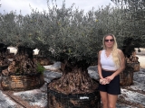 Premium Olivenbaum, Gro�pflanze! Alter 100-500 Jahre!