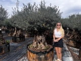 Premium Olivenbaum, Gro�pflanze! Alter 100-500 Jahre!